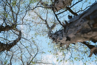 Hickory in Spring