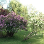 The huge lilac clump